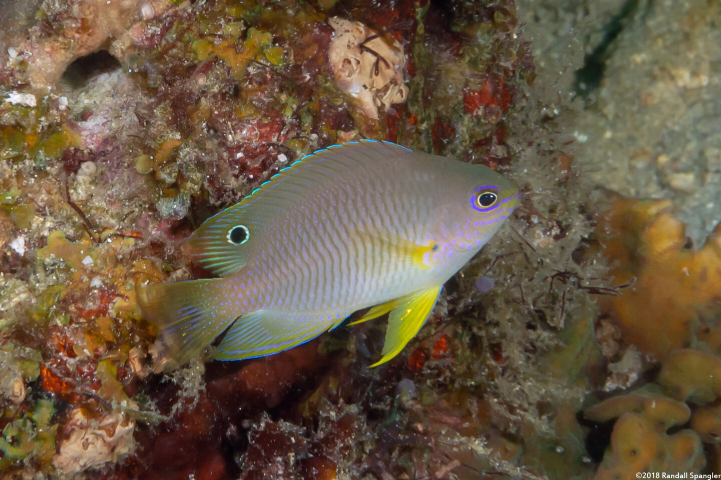 Pomacentrus amboinensis (Ambon Damsel)
