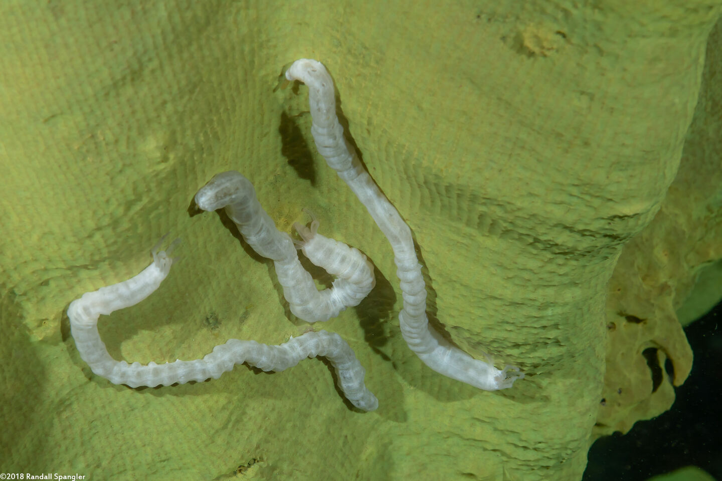 Euapta sp.2 (Euapta sp.2)