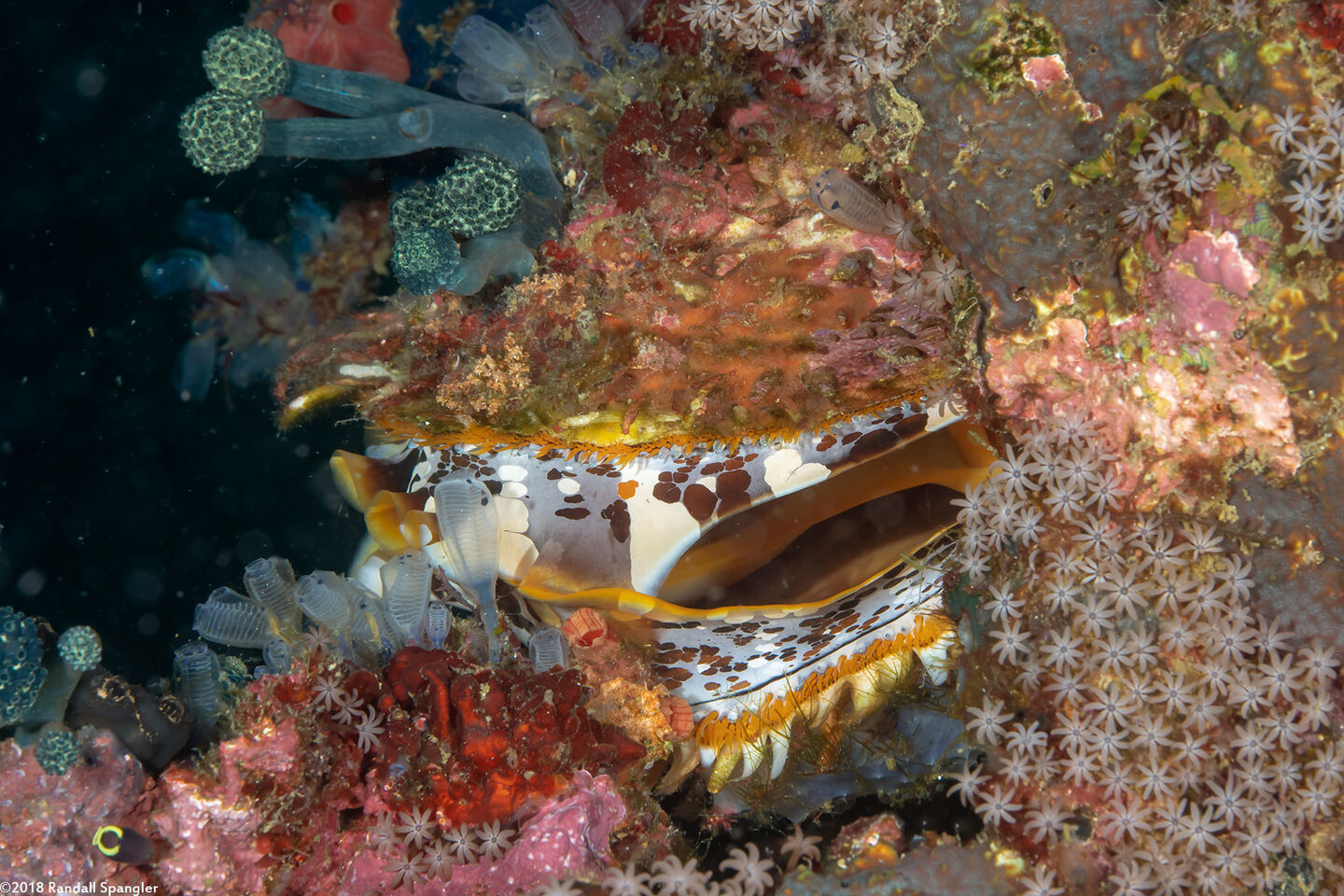 Spondylus varius (Variable Thorny Oyster)