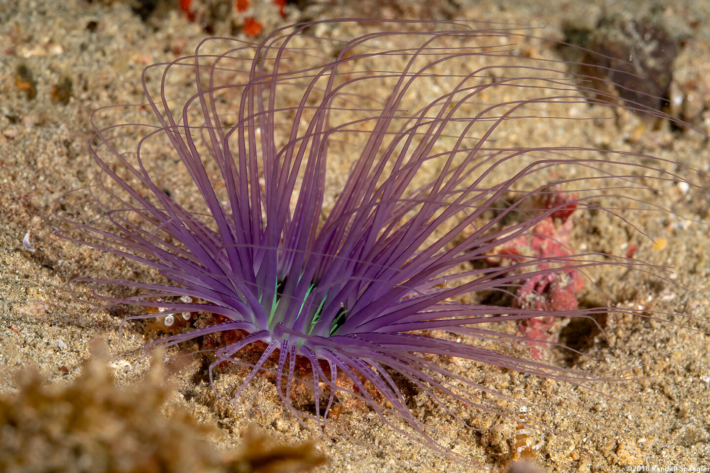 Cerianthus filiformis (Cerianthus Filiformis)