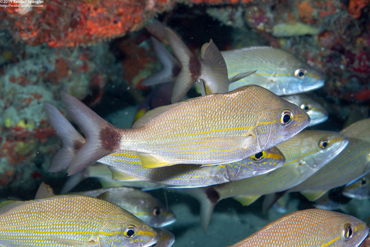 Haemulon aurolineatum (Tomtate); Missing part of its dorsal fin