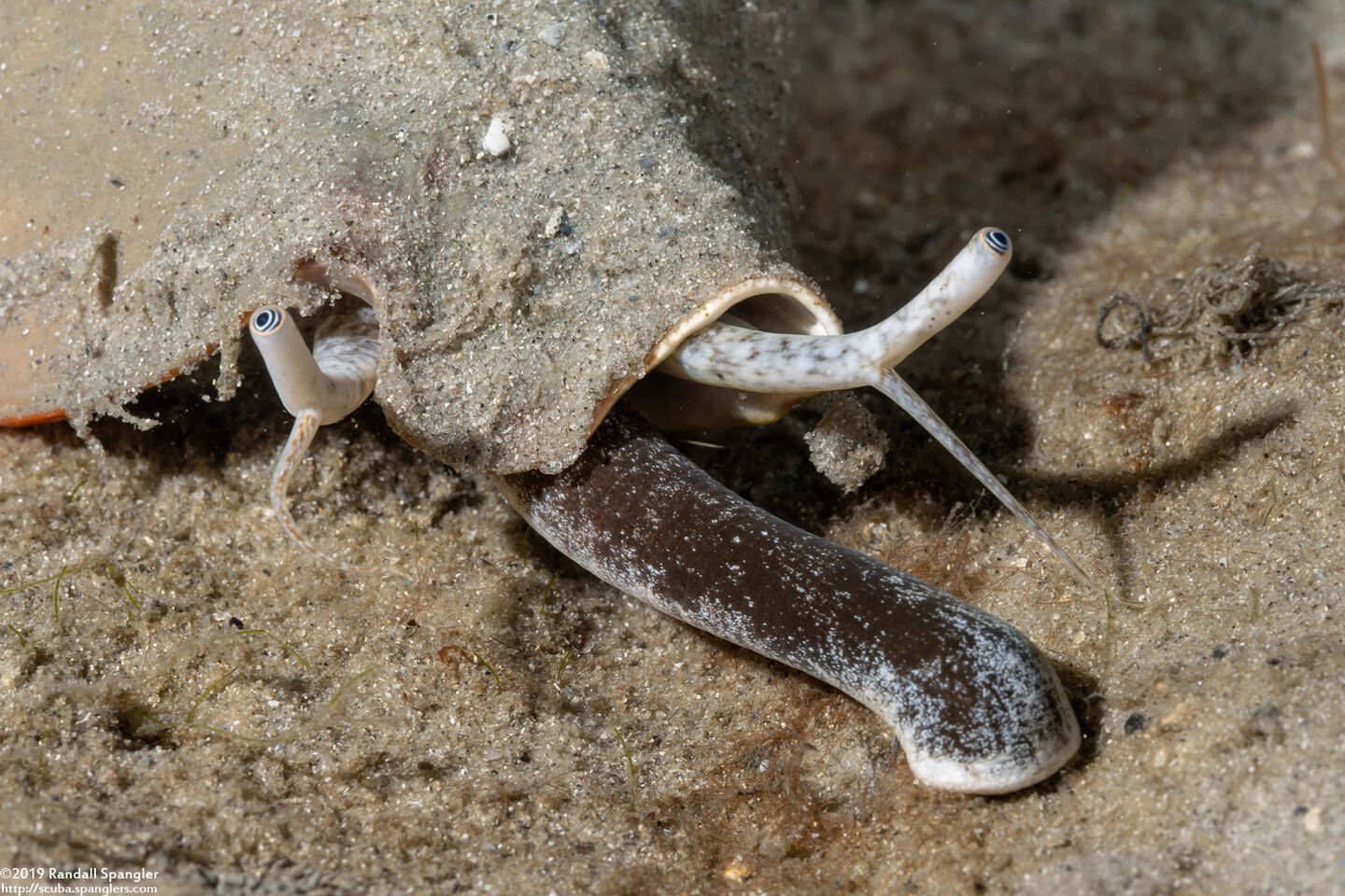 Strombus alatus (Florida Fighting Conch)