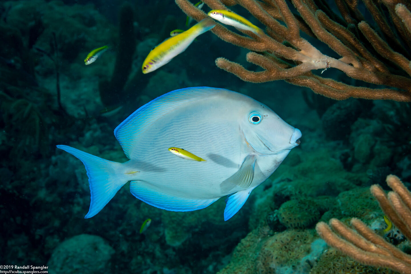 Acanthurus coeruleus (Blue Tang)