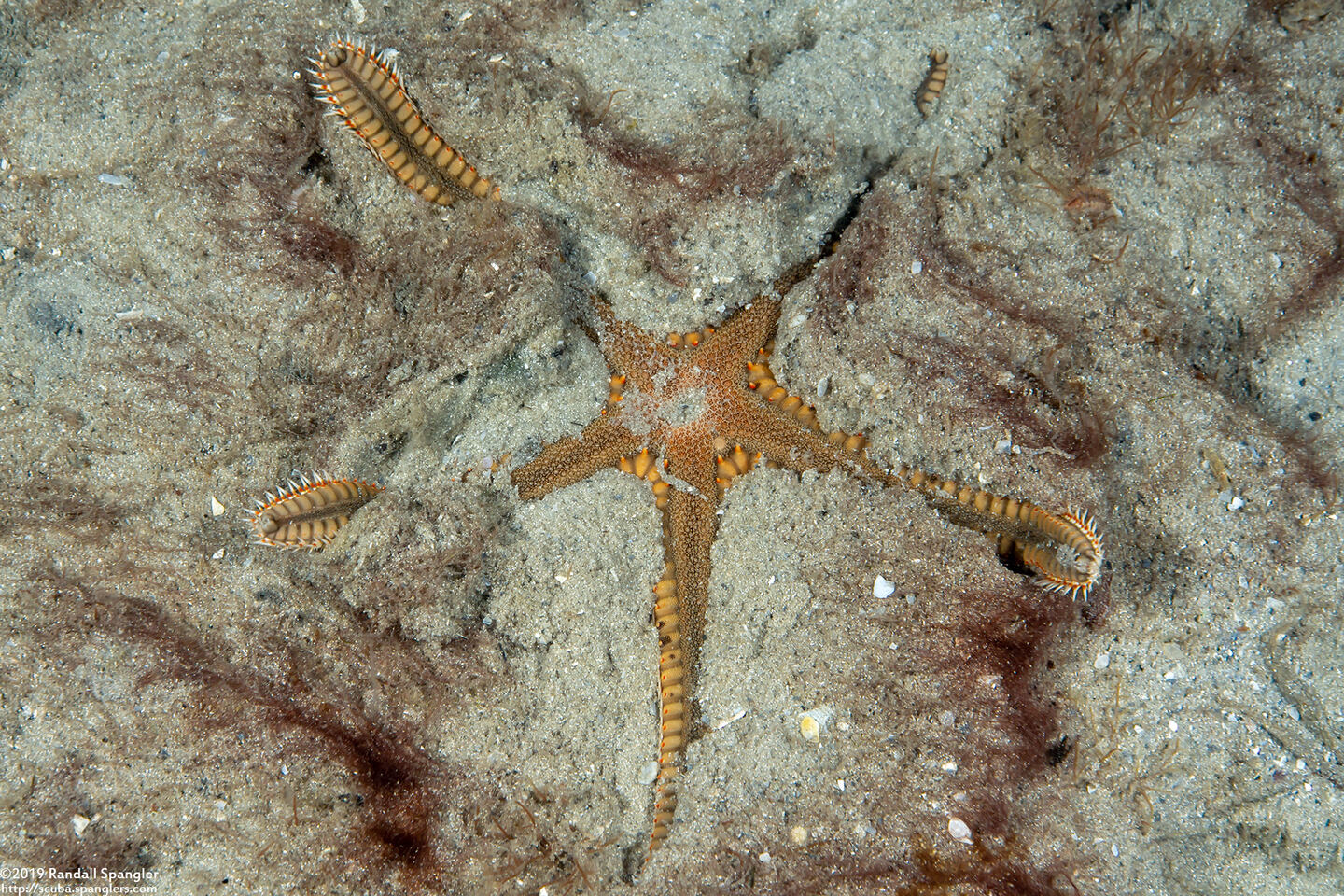 Astropecten articulatus (Beaded Sea Star)