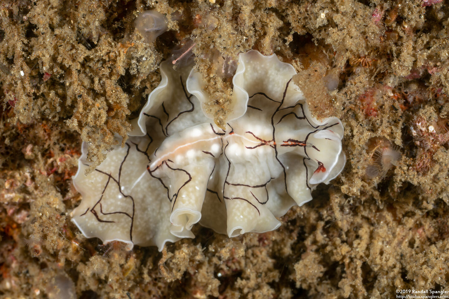 Eurylepta californica (Montgomery's Flatworm)