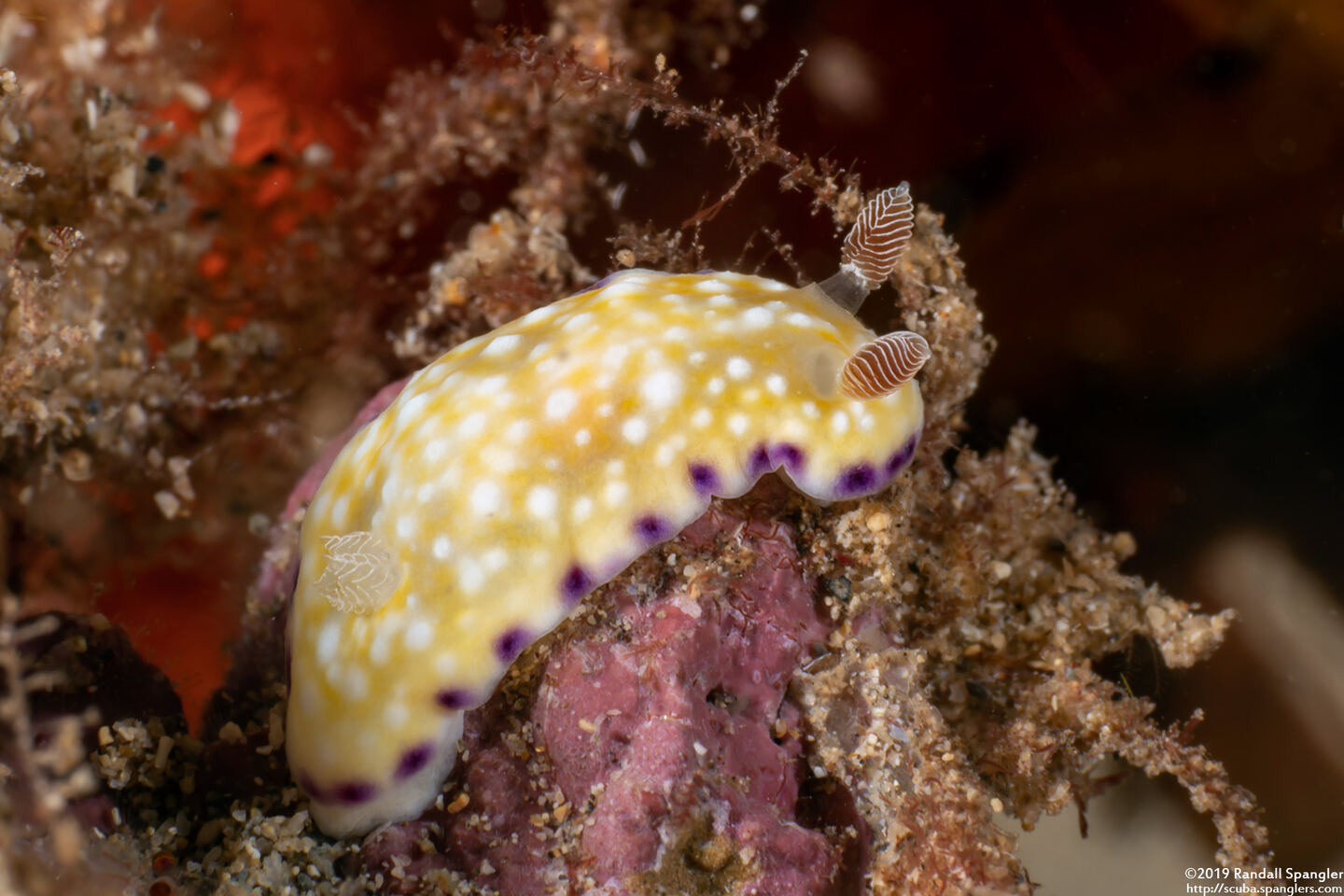 Goniobranchus albopustulosus (White-Bump Nudibranch)