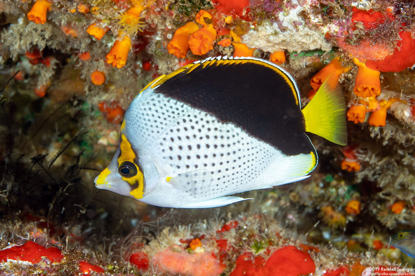 Chaetodon tinkeri (Tinker's Butterflyfish)