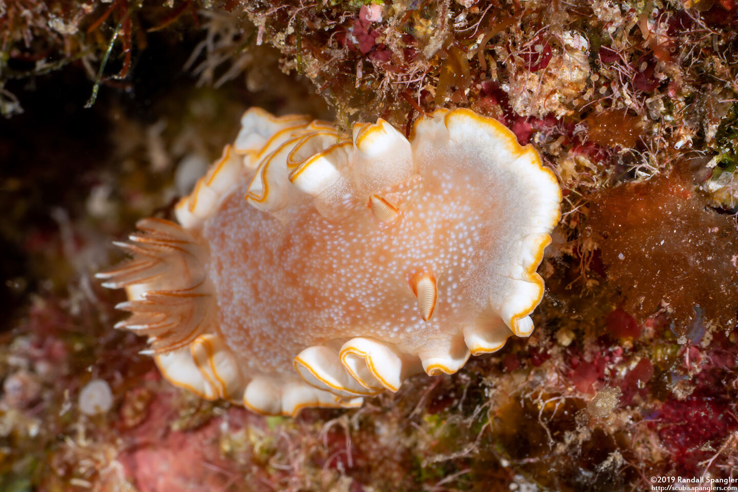 Ardeadoris poliahu (Snow-Goddess Nudibranch)