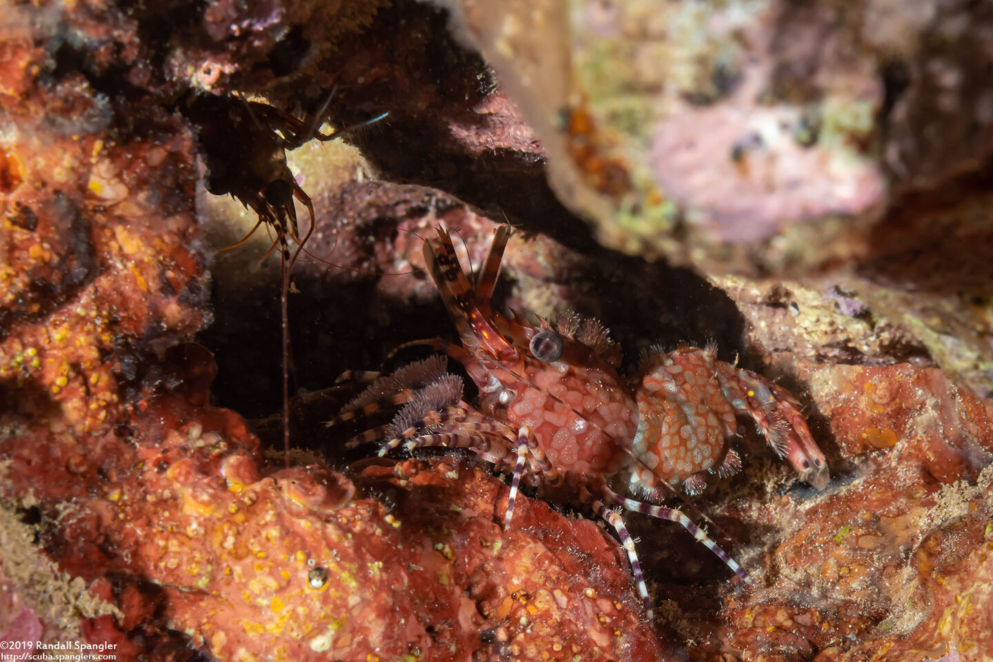 Saron marmoratus (Common Marbled Shrimp)