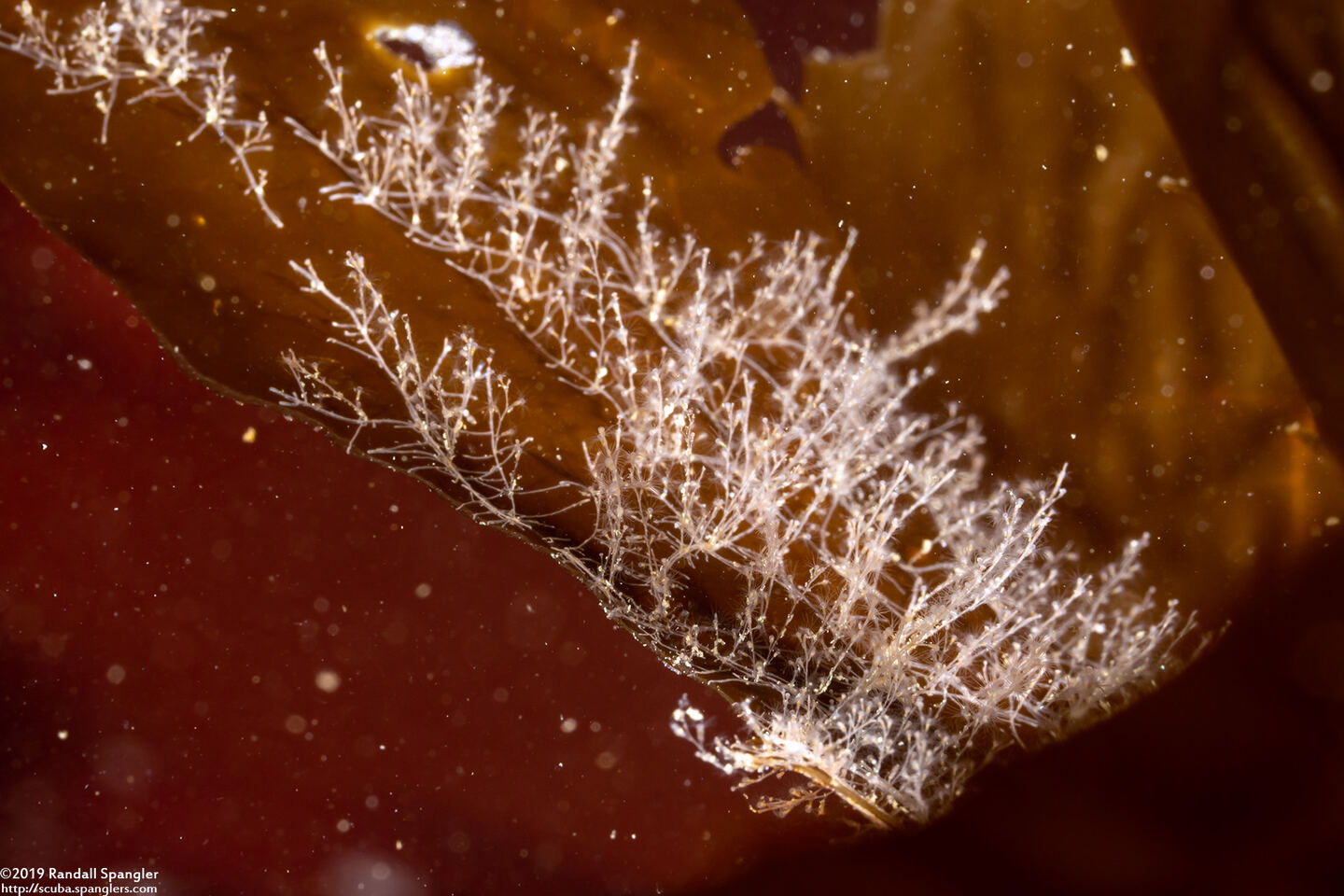 Orthopyxis sp.1 (Orthopyxis sp.1)