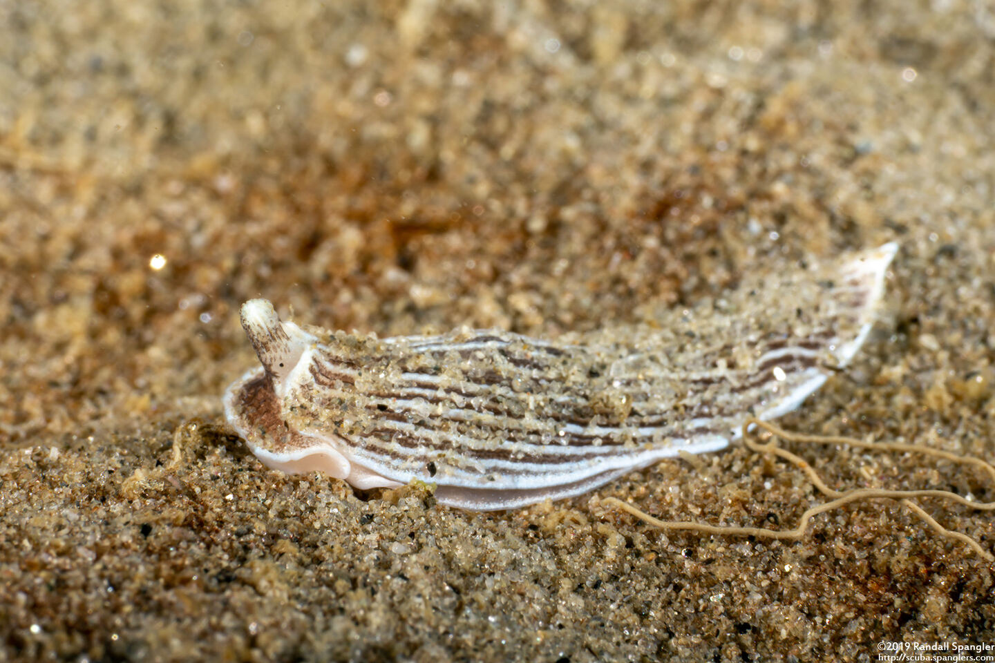 Armina californica (California Armina); This one is a unicorn, with one rhinophore.  It has an eye spot on each side.