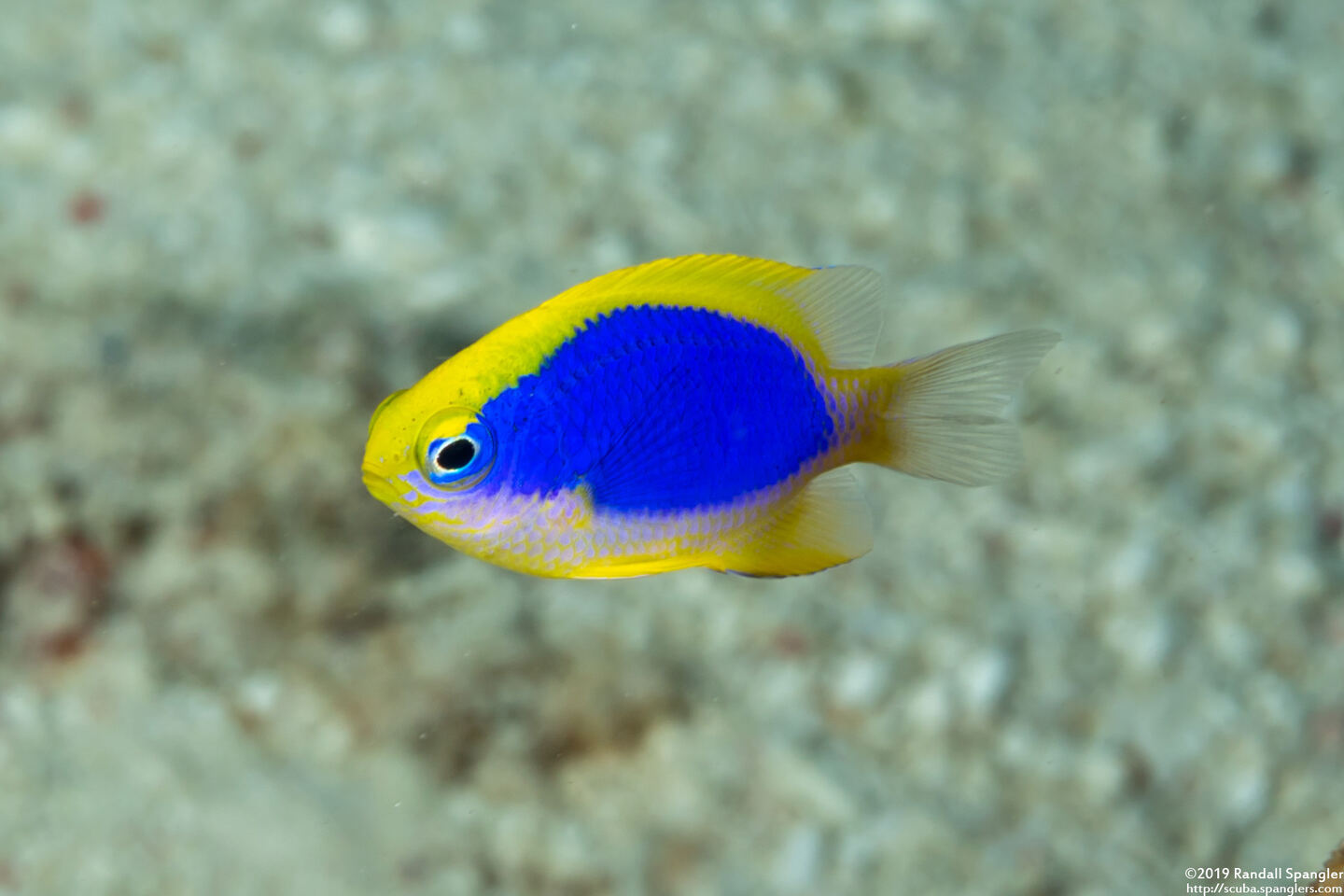 Chrysiptera flavipinnis (Yellowfin Damsel)