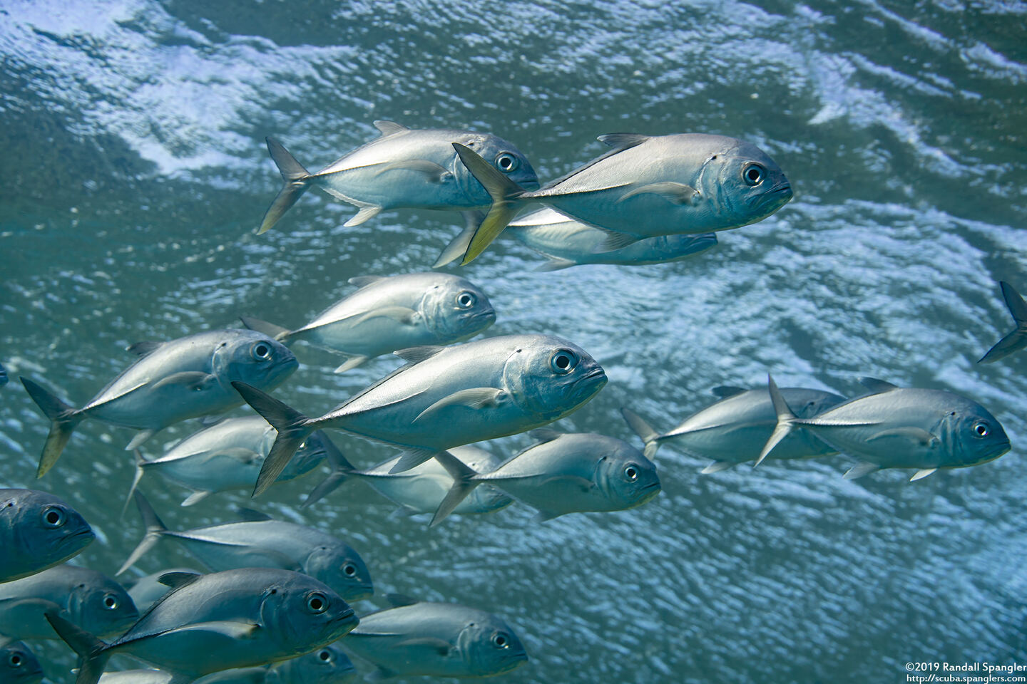 Caranx sexfasciatus (Bigeye Trevally)
