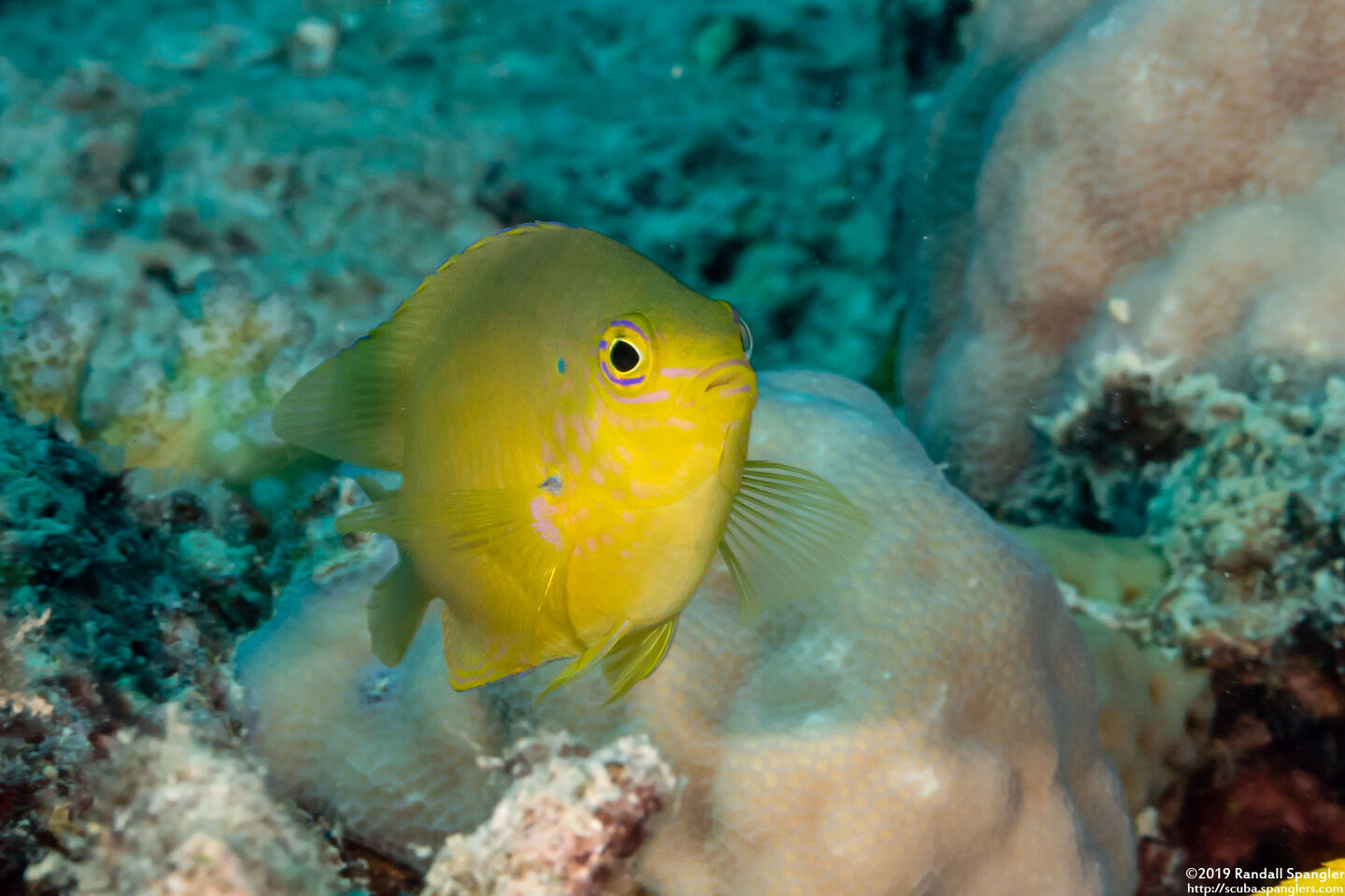 Pomacentrus moluccensis (Lemon Damsel)