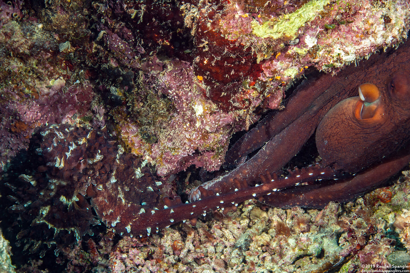 Octopus cyanea (Day Octopus); Mating
