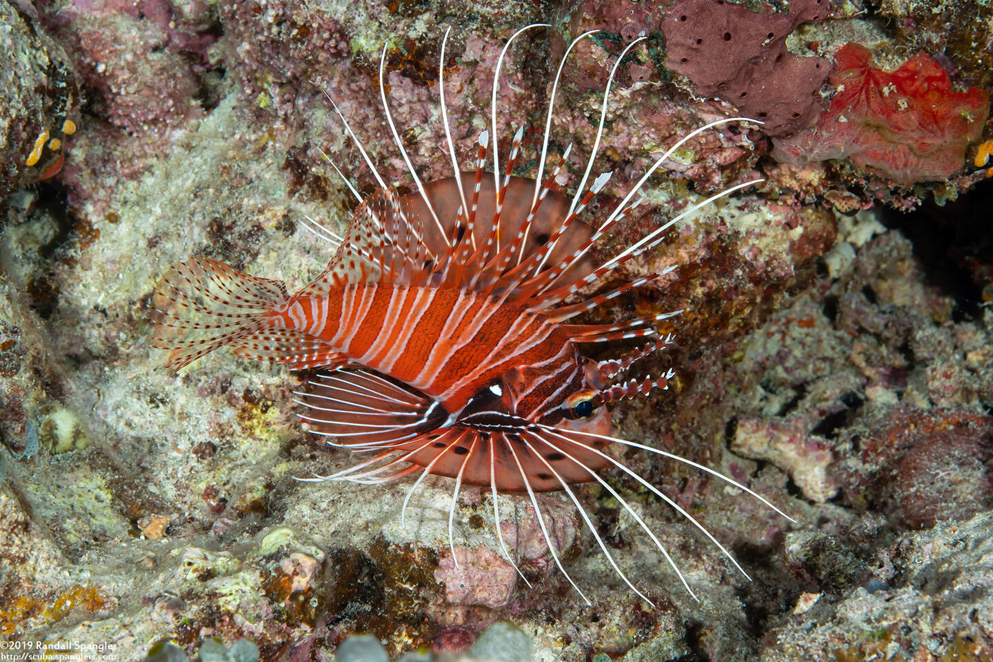 Pterois antennata (Spotfin Lionfish)