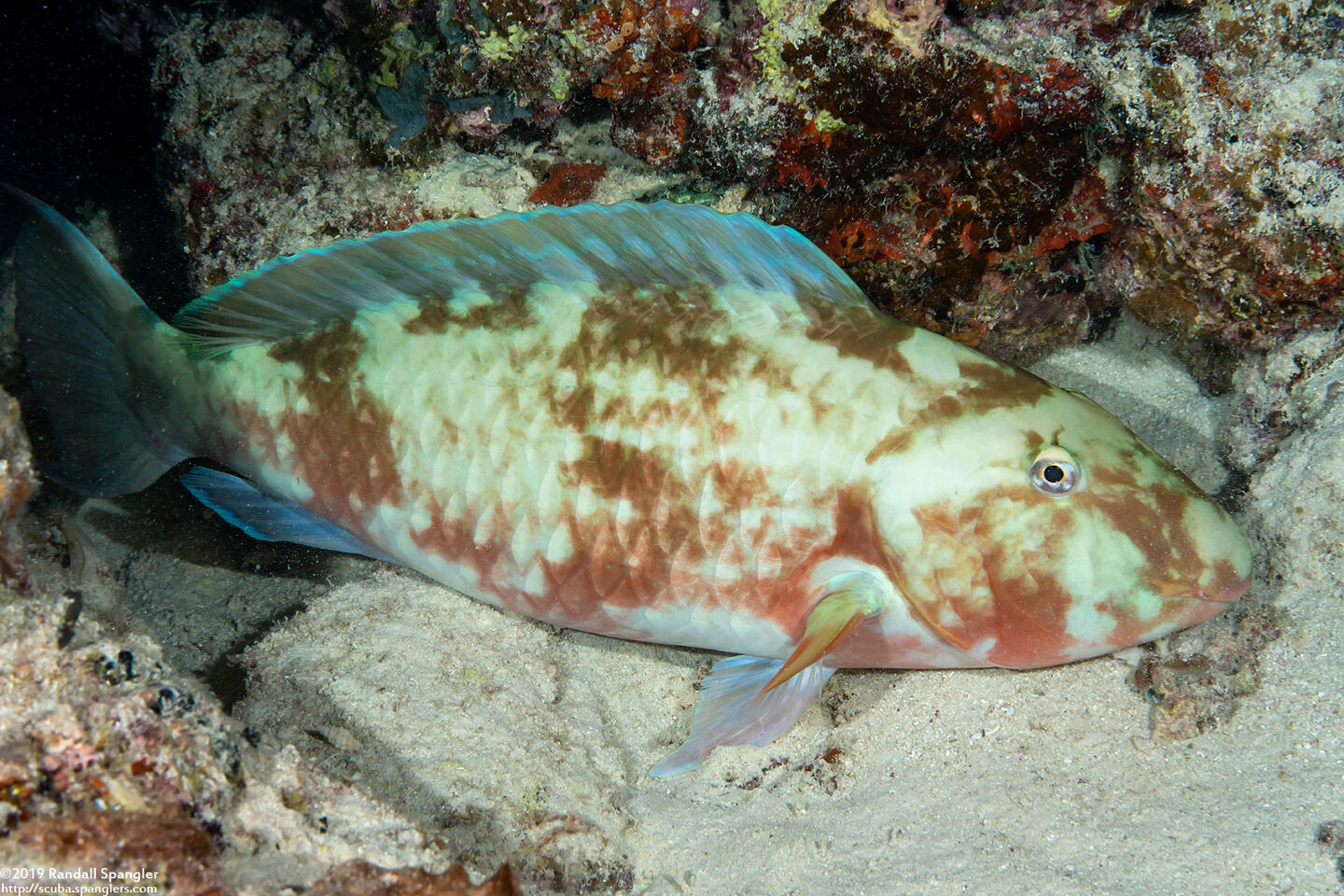 Calotomus carolinus (Stareye Parrotfish)