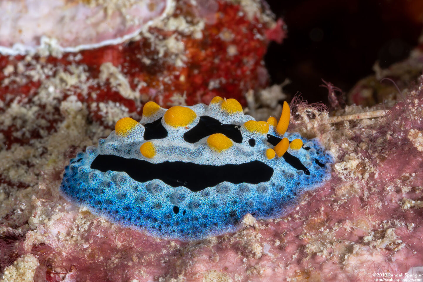 Phyllidia coelestis (Celestial Phyllidia)