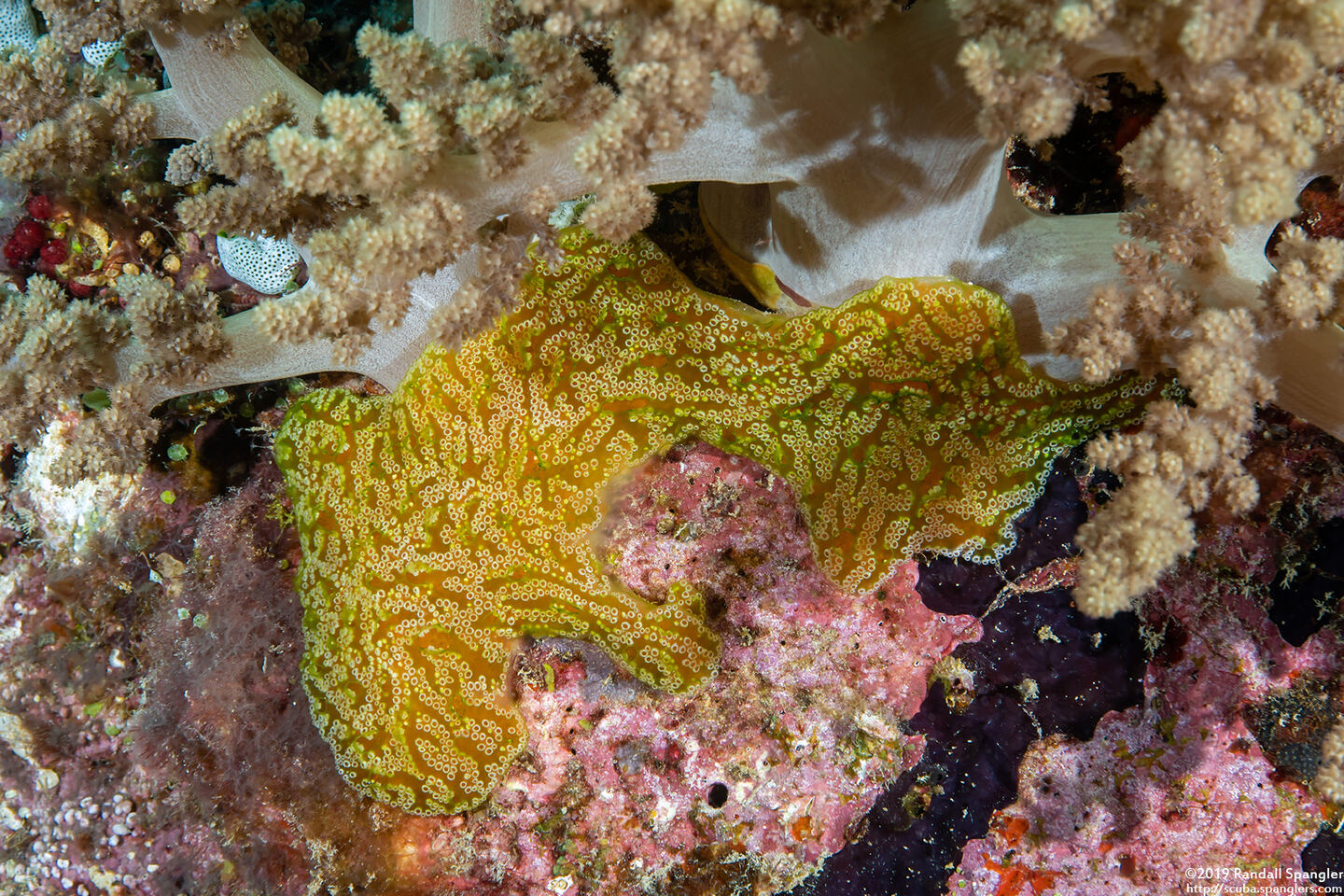 Botryllus sp.4 (Botryllus sp.4)