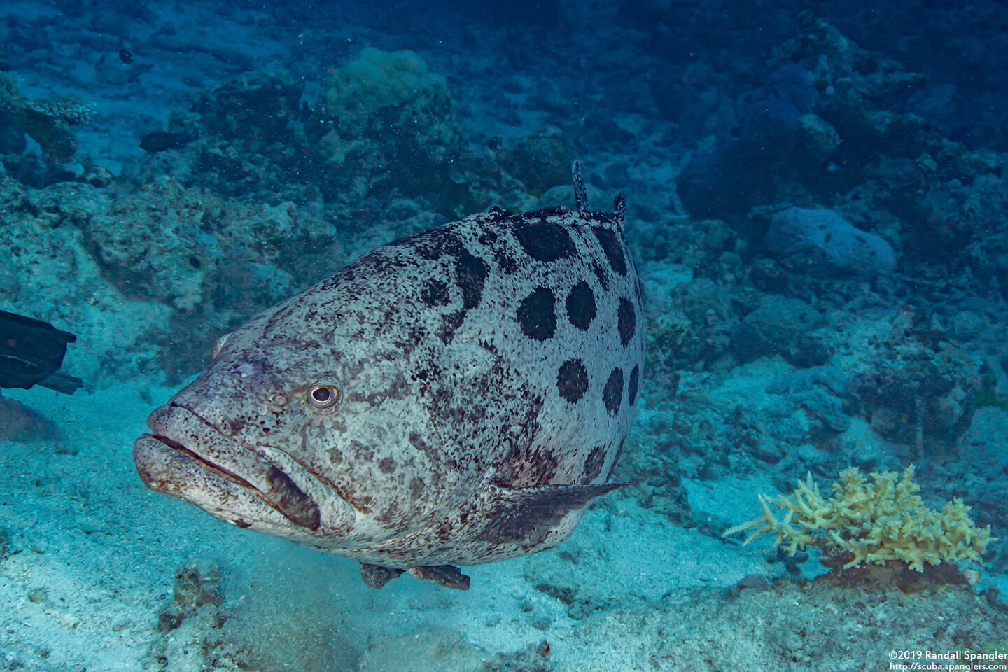 Epinephelus tukula (Potato Grouper)