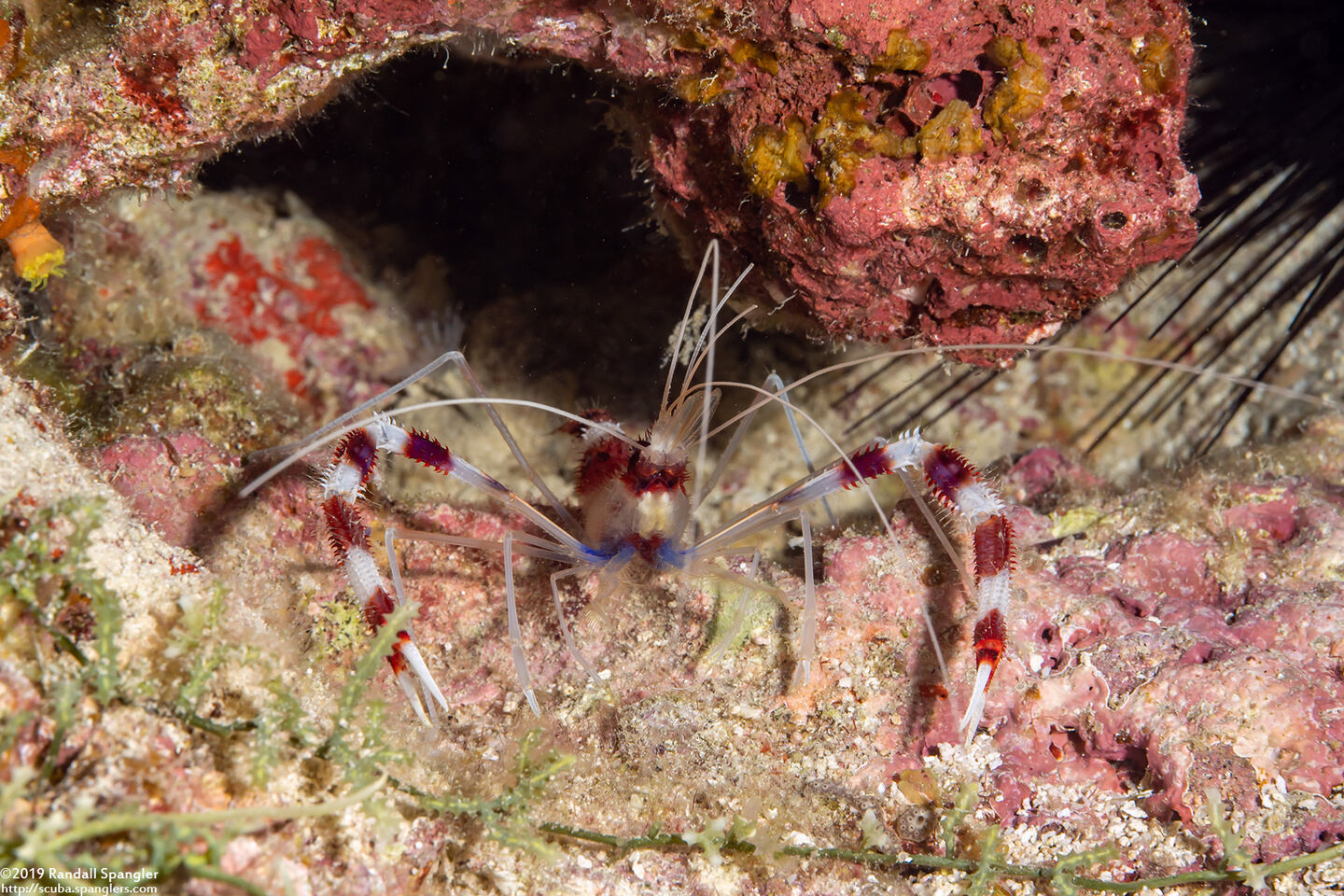 Stenopus hispidus (Banded Coral Shrimp)
