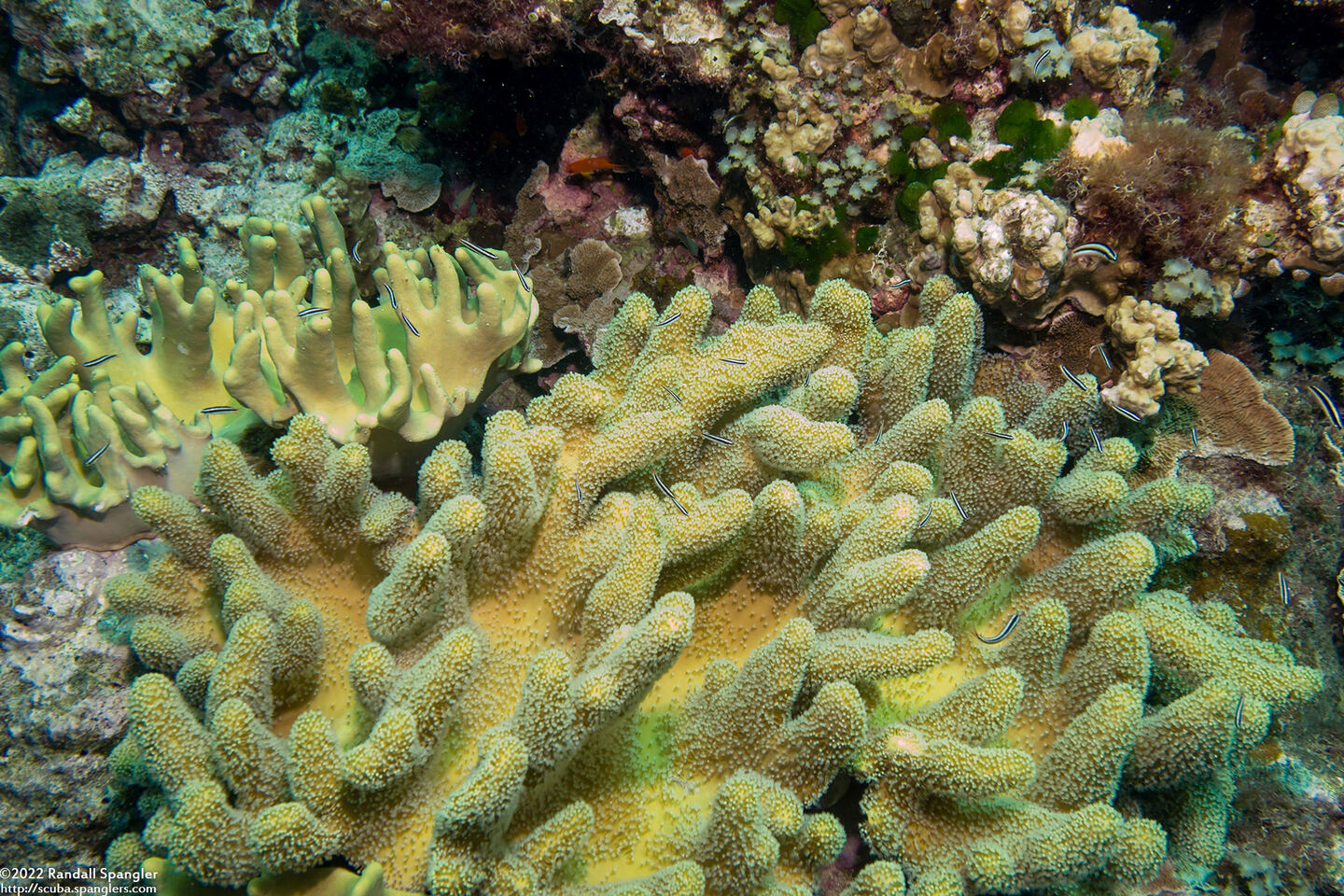 Sinularia sp.1 (Leather Coral)