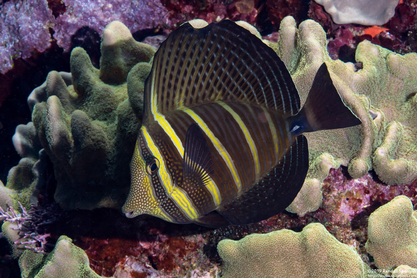 Zebrasoma veliferum (Pacific Sailfin Tang)