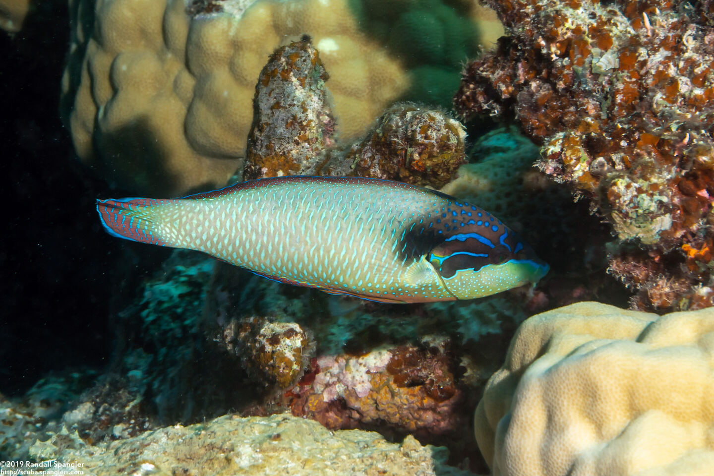 Anampses neoguinaicus (New Guinea Wrasse)