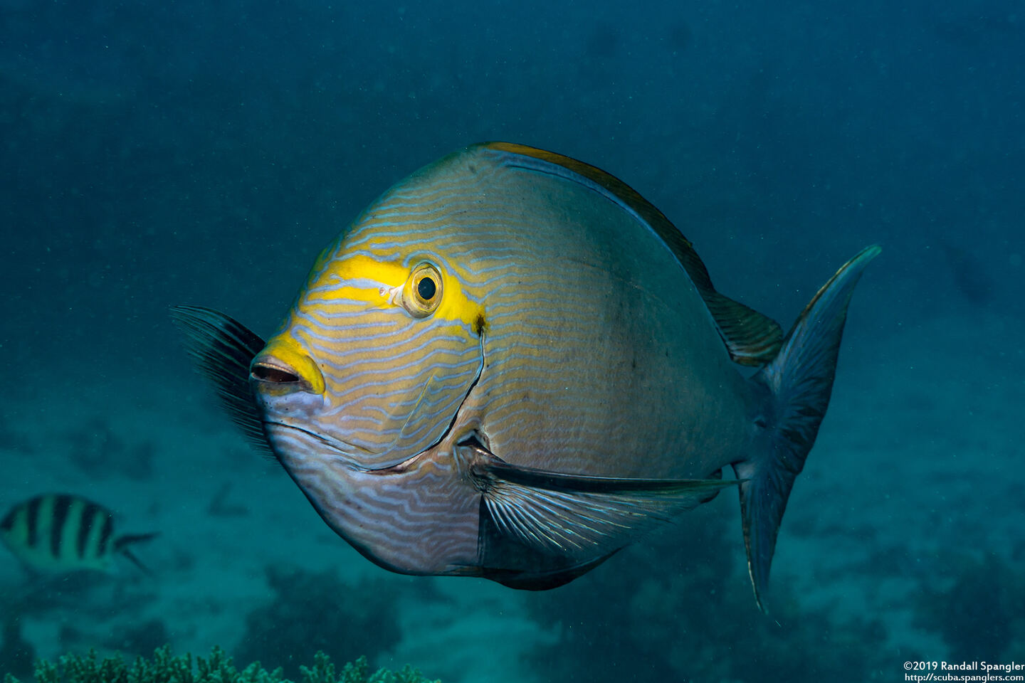 Acanthurus mata (Yellowmask Surgeonfish)