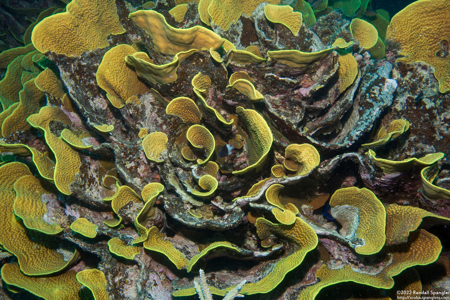 Turbinaria reniformis (Yellow Scroll Coral)