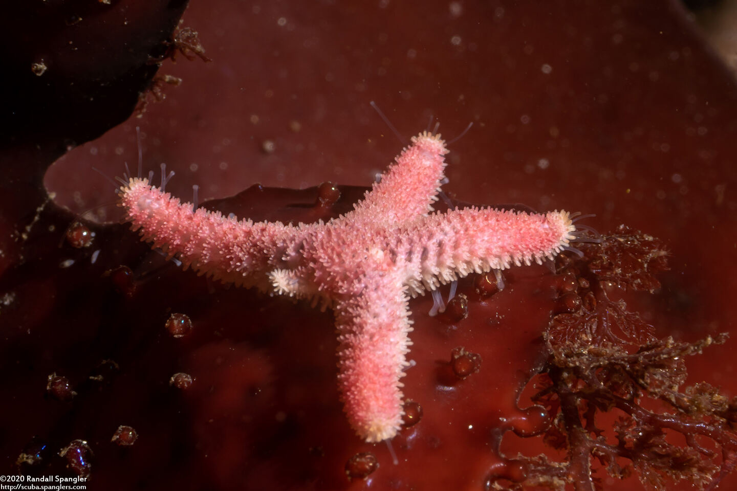 Leptasterias hexactis (Six-Arm Star); Regrowing lost arms