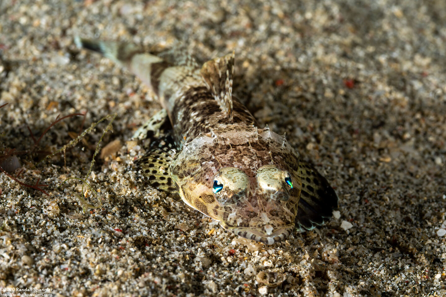 Sunagocia otaitensis (Fringelip Flathead)