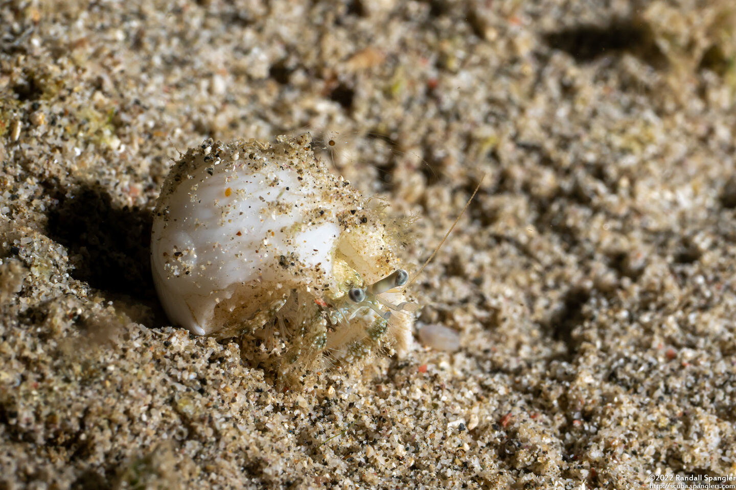Dardanus woodmasoni (Woodmason's Hermit Crab)