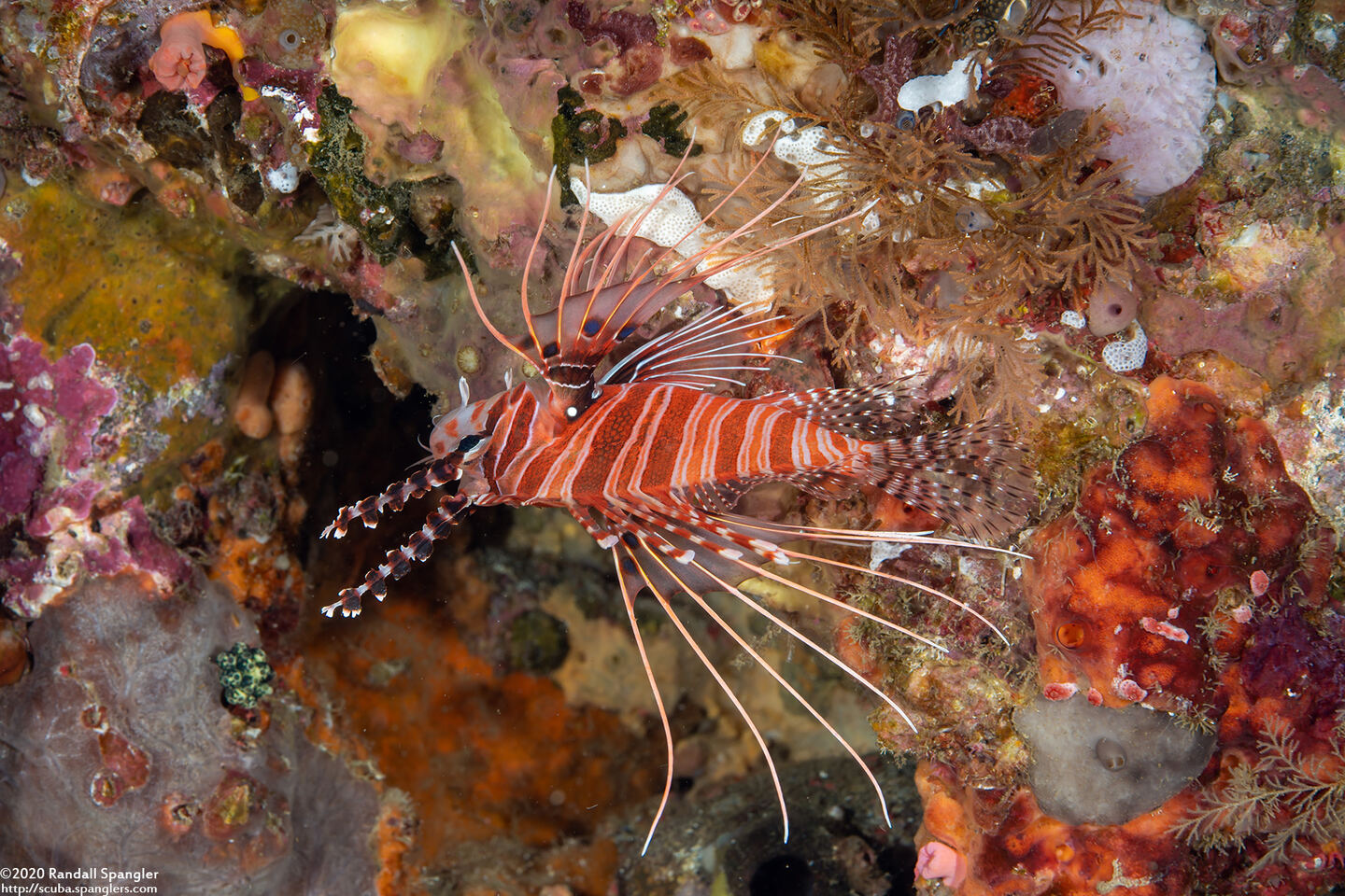 Pterois antennata (Spotfin Lionfish)