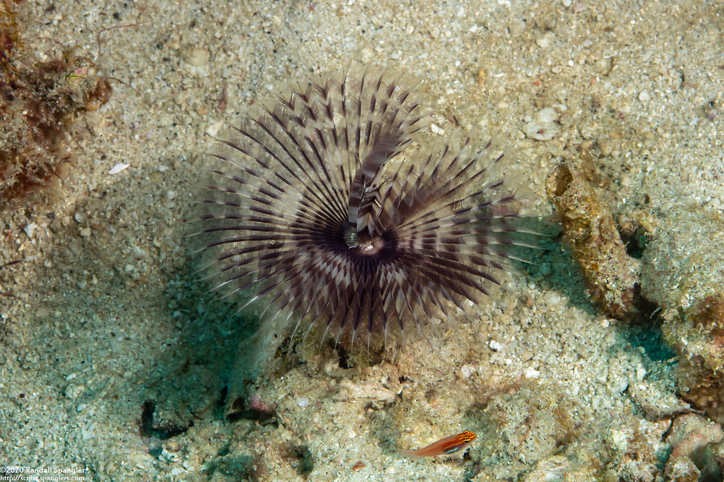Sabellastarte spectabilis (Common Feather Duster Worm)