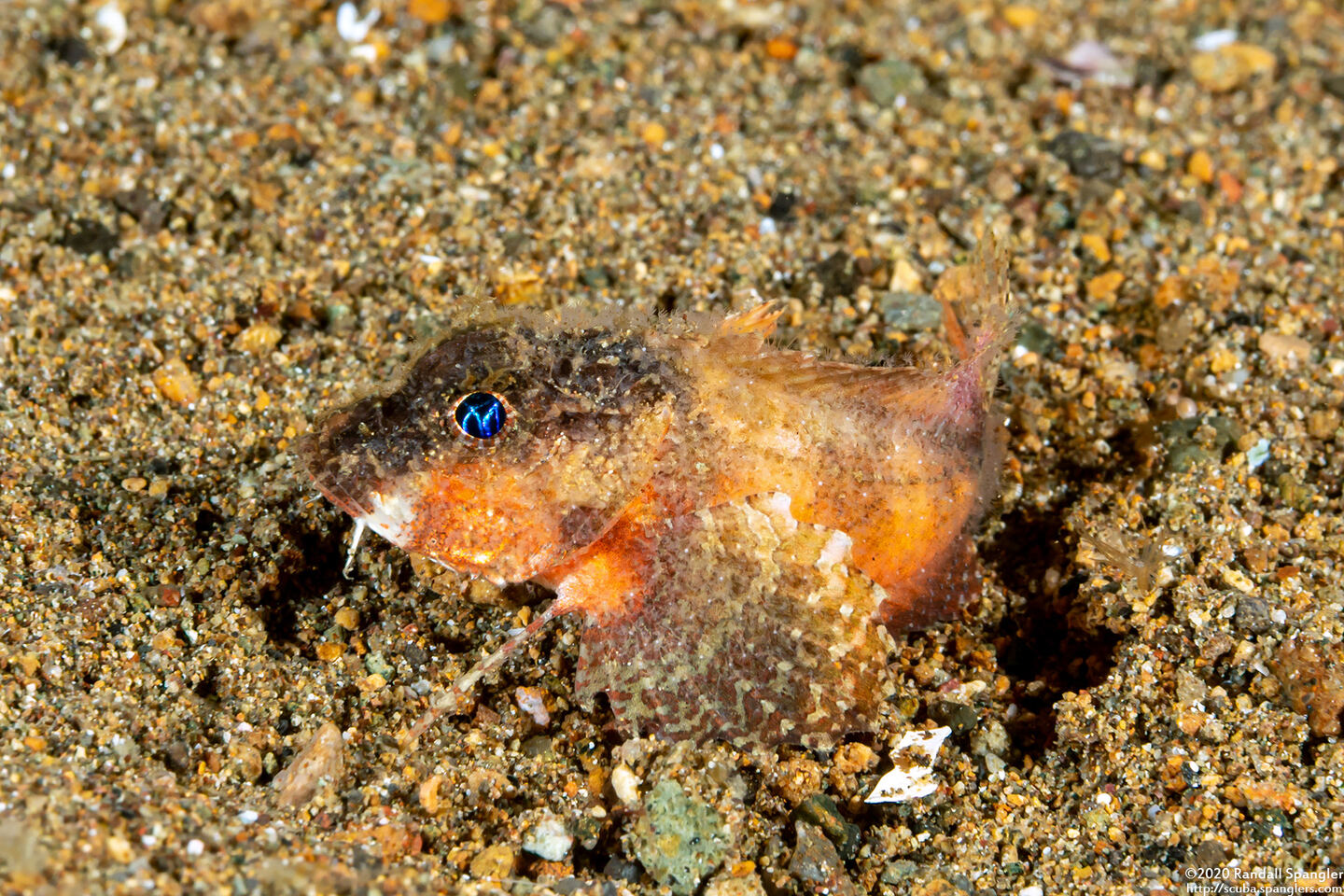 Minous trachycephalus (Rough-Head Stingfish)