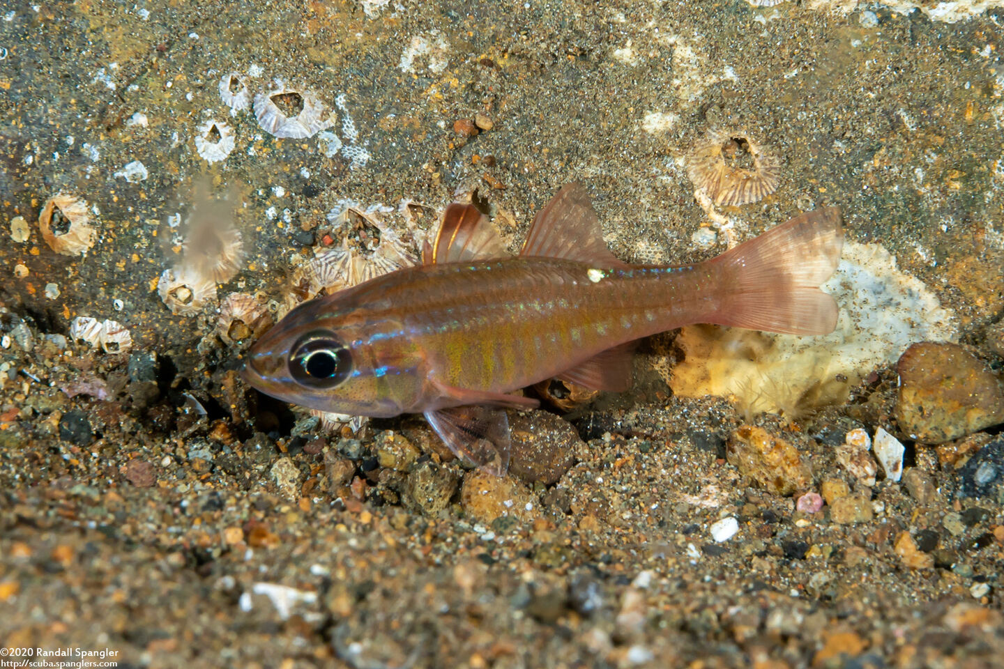 Ostorhinchus moluccensis (Moluccan Cardinalfish)
