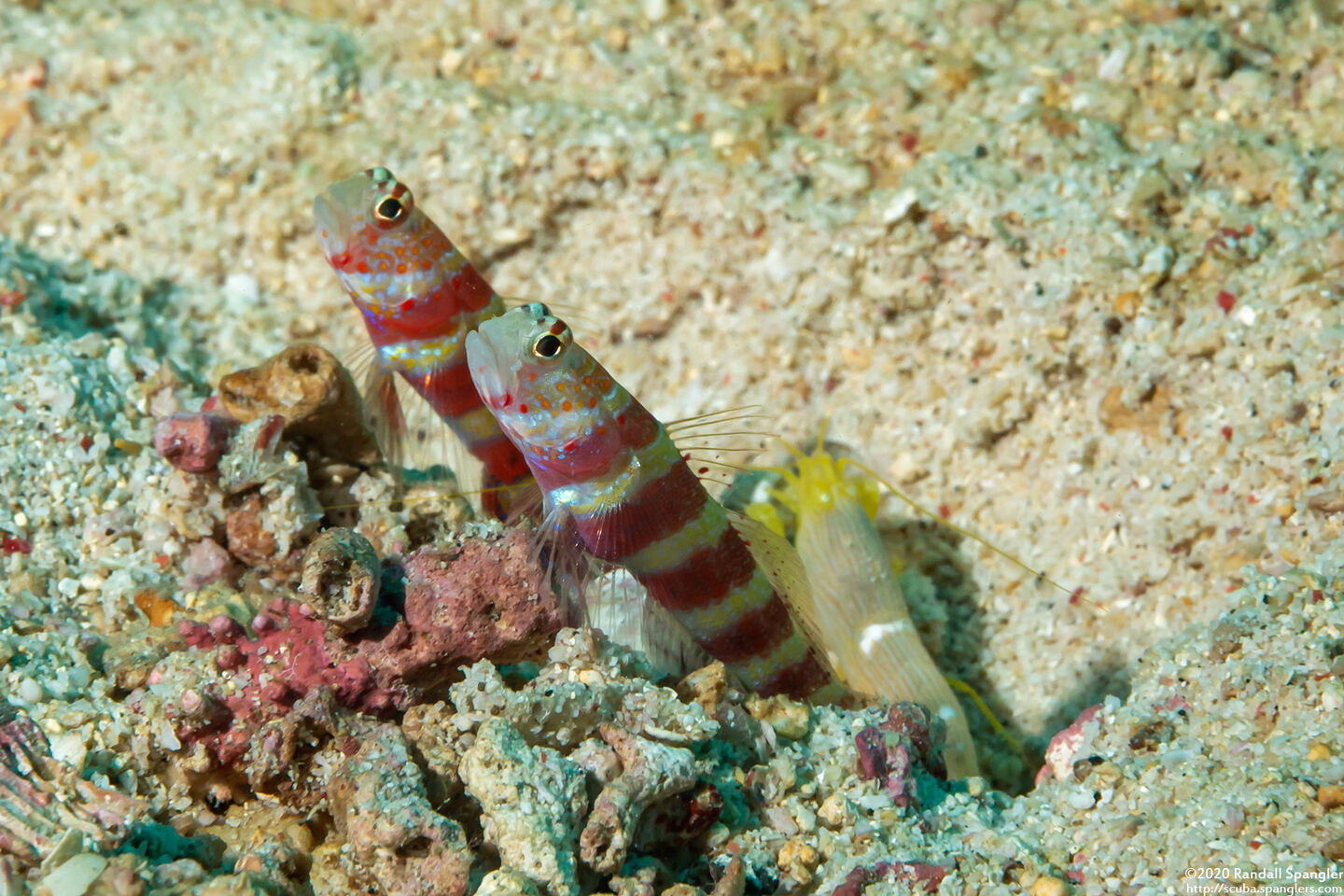 Alpheus sp.1 (White Saddle Snapping Shrimp)