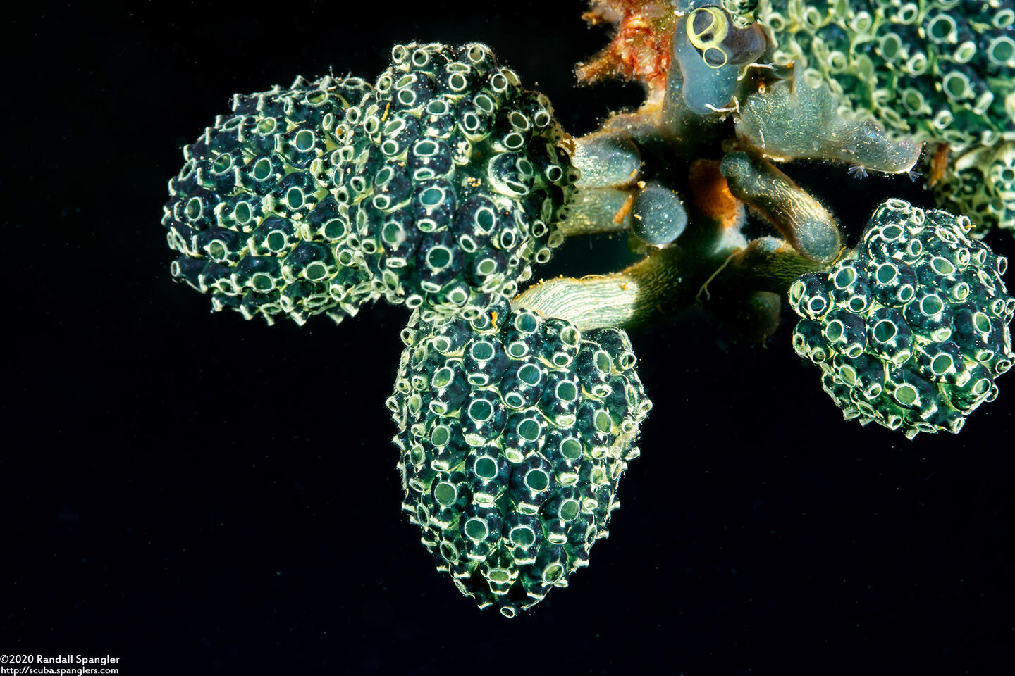 Nephtheis fascicularis (Nephtheis Fascicularis)