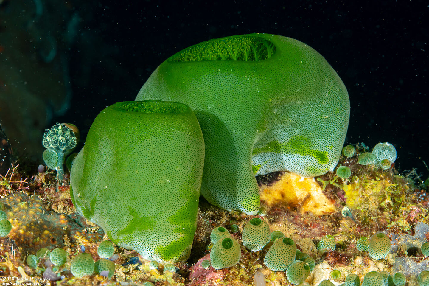 Didemnum molle (Urn Ascidian)