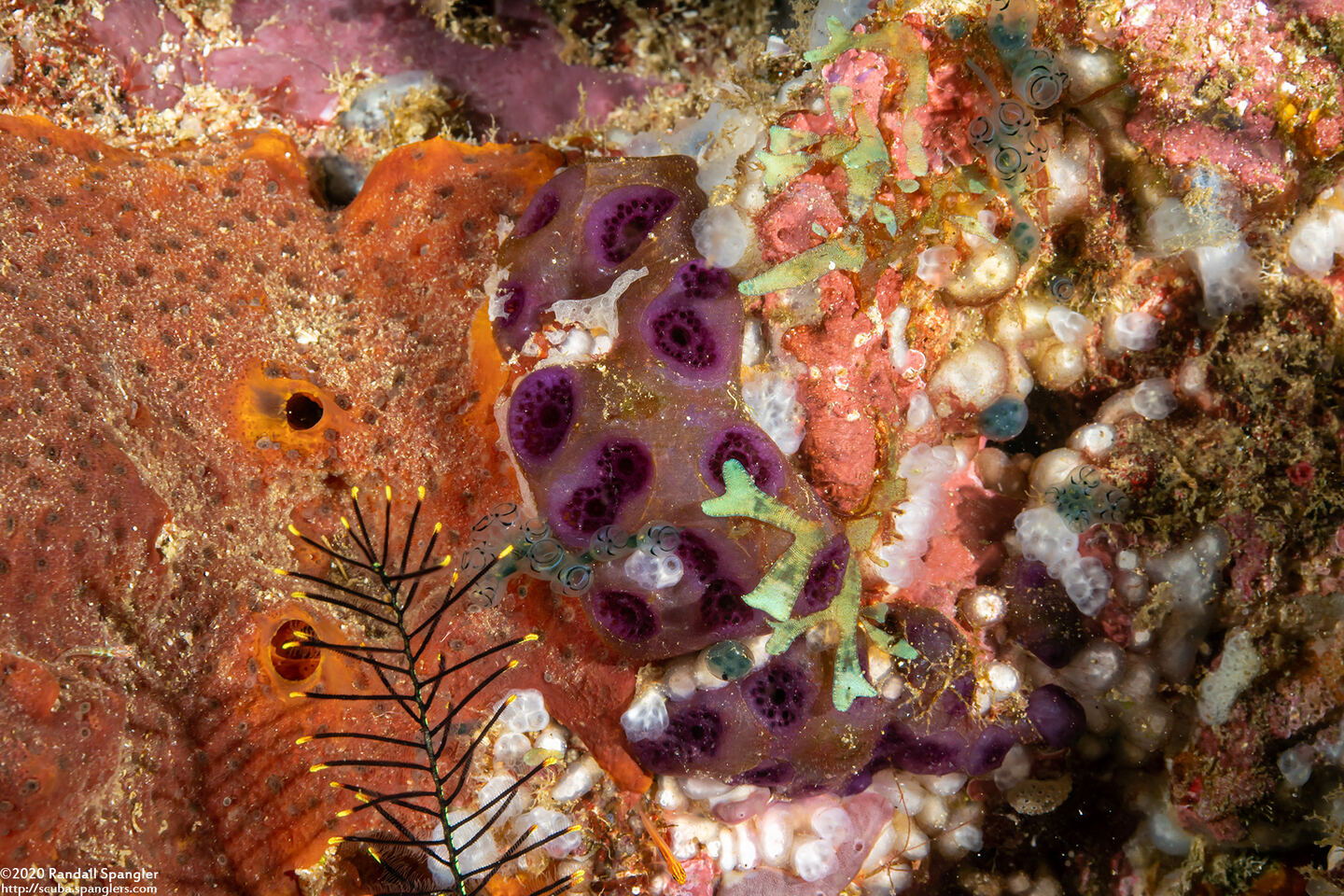 Eudistoma reginum (Eudistoma Reginum)