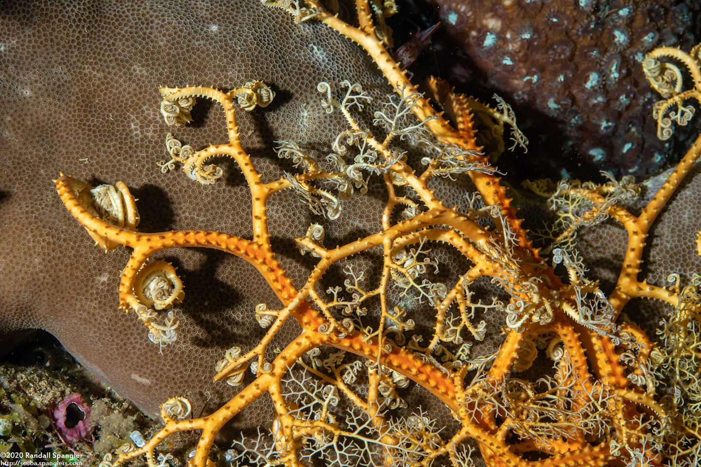 Astroboa sp.1 (Astroboa sp.1)