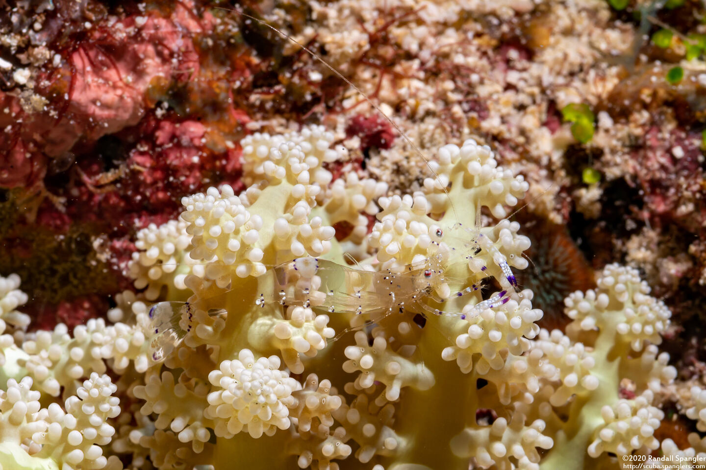 Ancylomenes venustus (Graceful Anemone Shrimp)