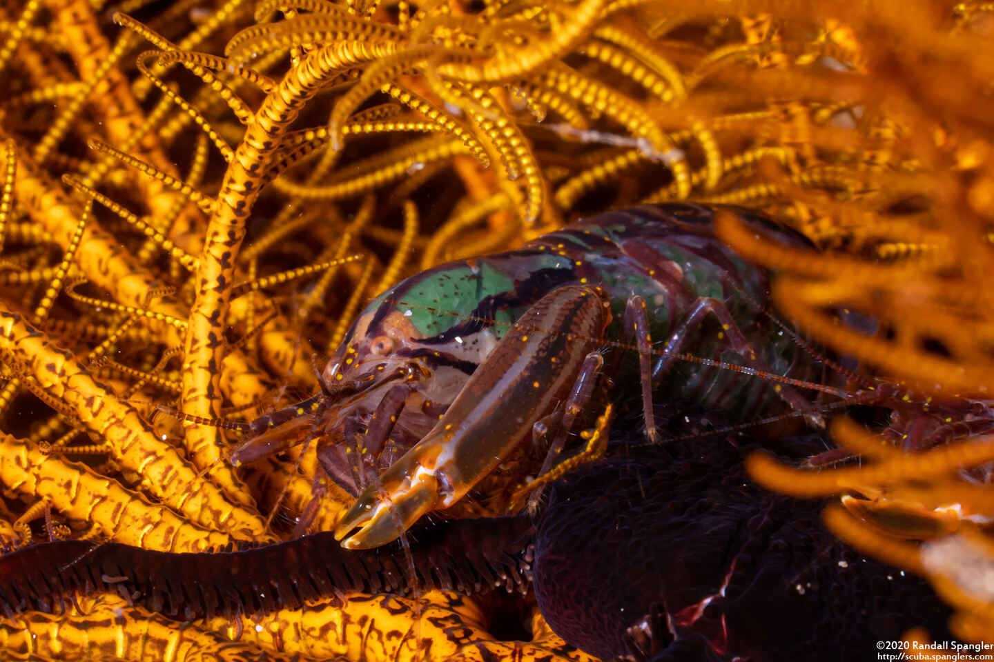 Synalpheus stimpsoni (Stimpson's Snapping Shrimp)