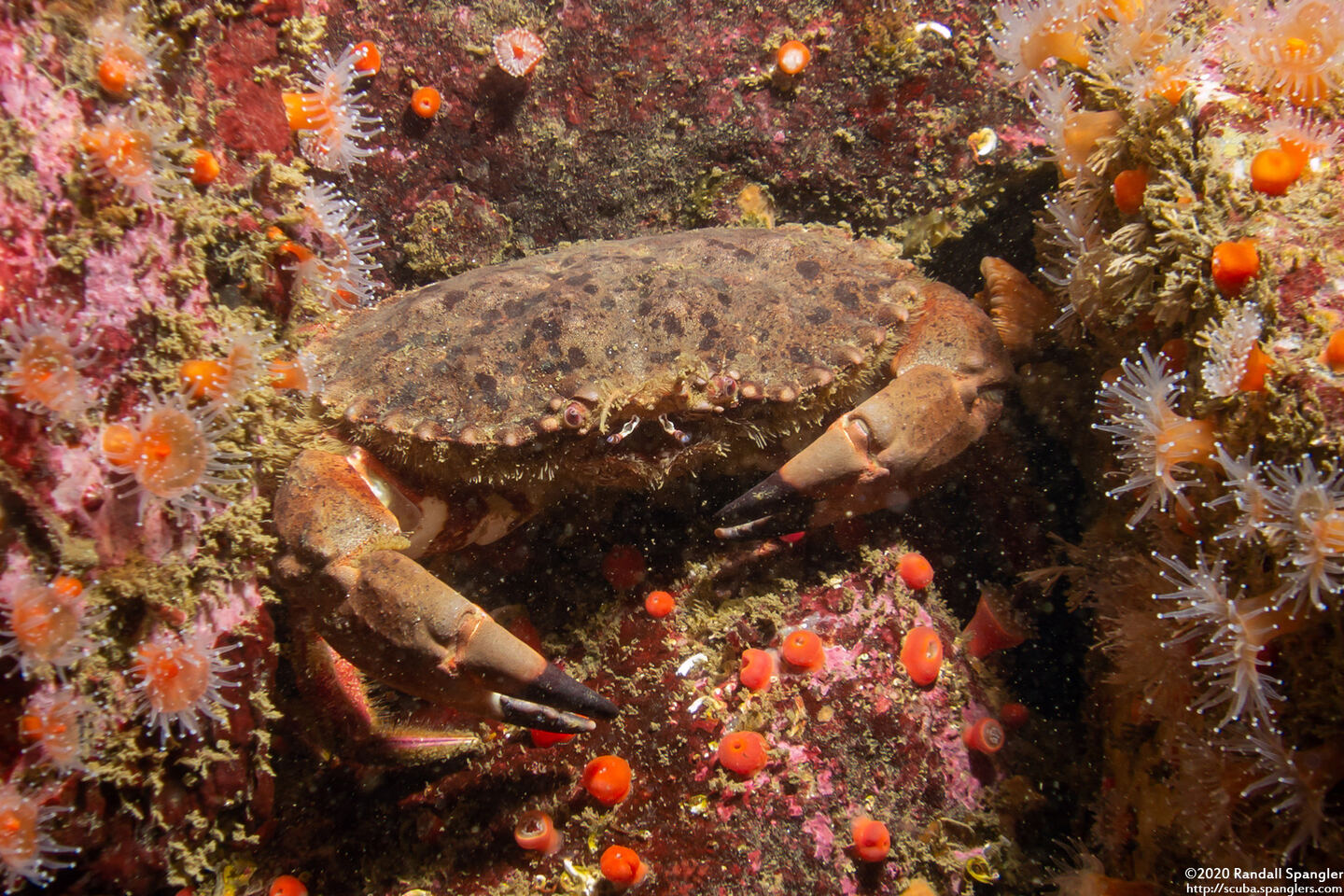 Romaleon antennarium (Pacific Rock Crab)