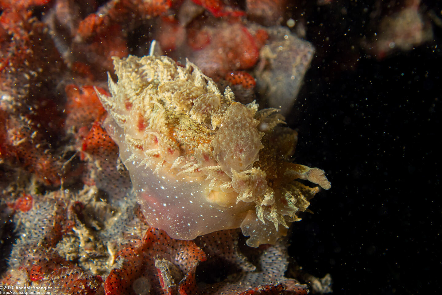 Dirona picta (Colorful Dirona)