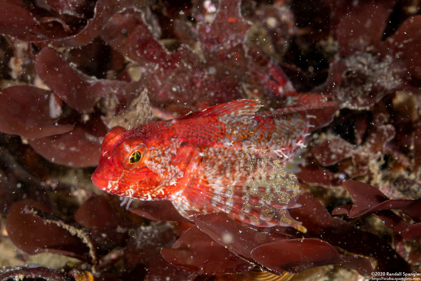 Orthonopias triacis (Snubnose Sculpin)