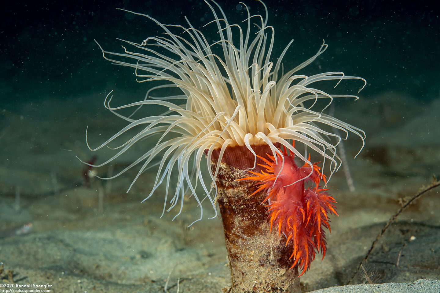 Dendronotus iris (Rainbow Dendronotus); These are preyed on by the rainbow dendronotus nudibranch