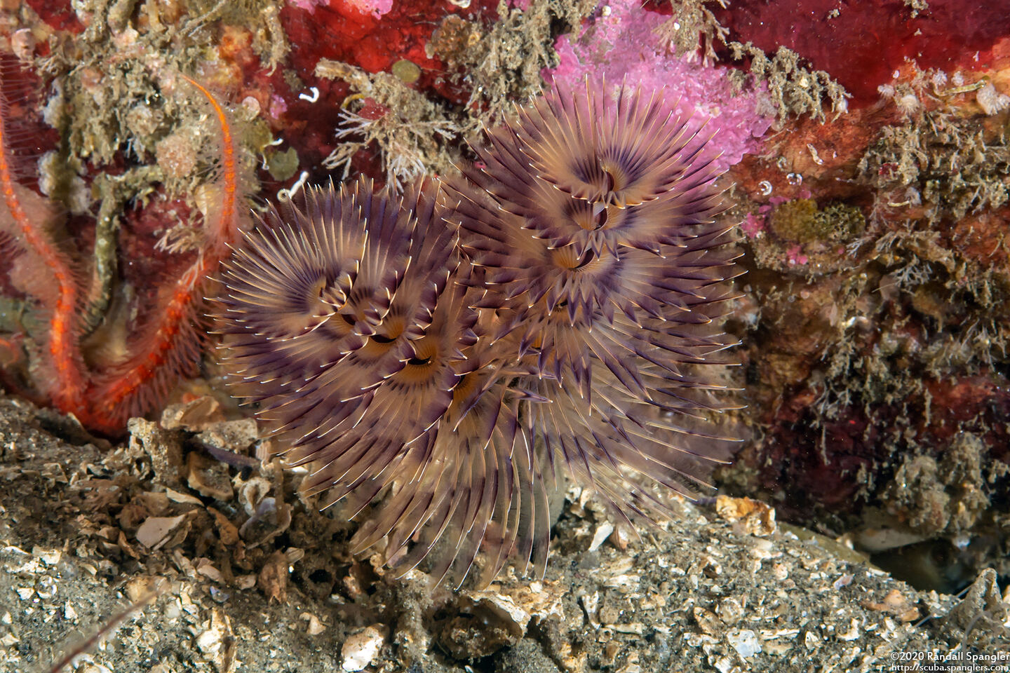 Bispira sp.4 (Bispira sp.4)