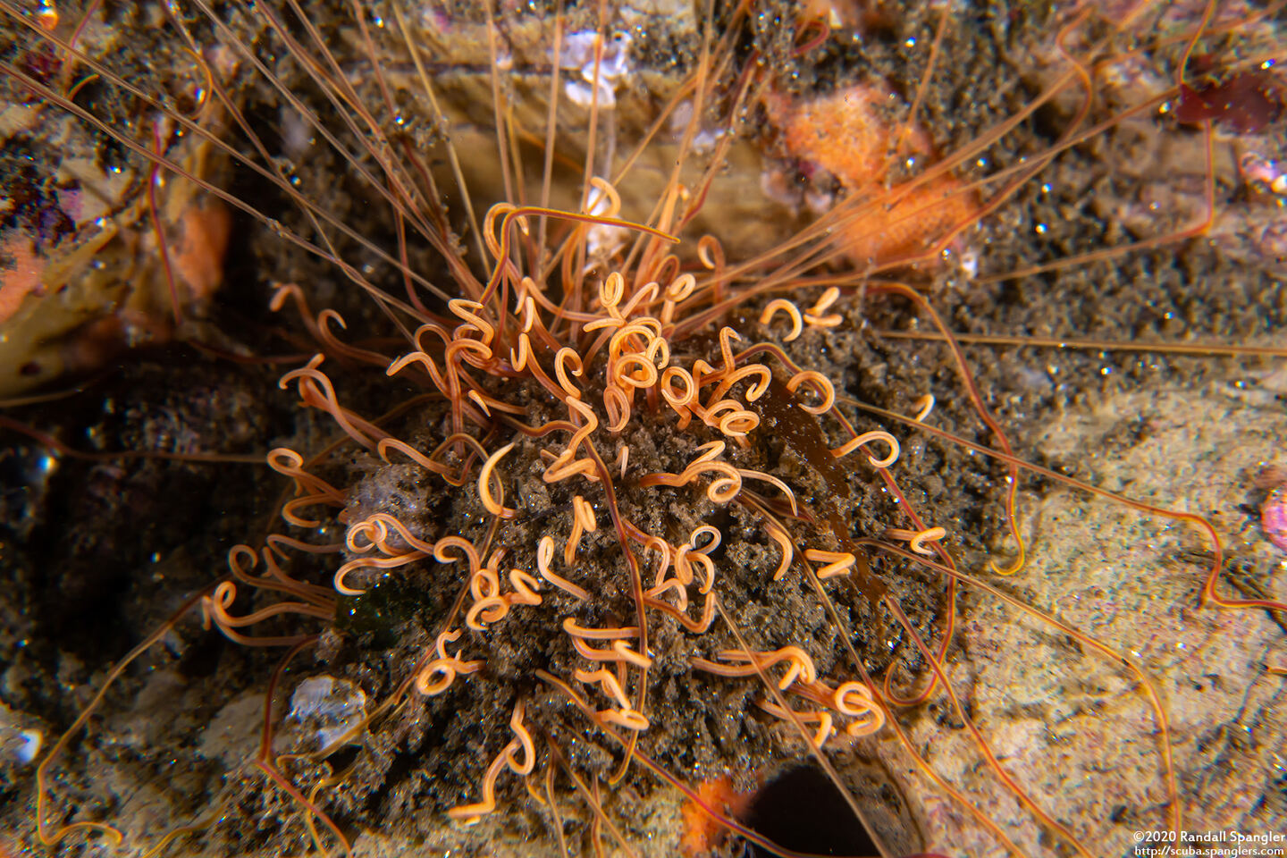 Cirriformia sp.1 (Cirriformia sp.1)